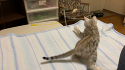 前山厚樹ブリーダーからお迎えしたベンガル：ハルちゃん