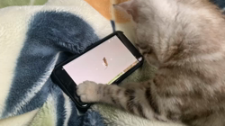 前山厚樹ブリーダーからお迎えしたベンガル：ハルちゃん