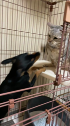 根崎明宏ブリーダーからお迎えしたチワワ×ミニチュアピンシャー(チワピン)：ももちゃん