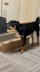 根崎明宏ブリーダーからお迎えしたチワワ×ミニチュアピンシャー(チワピン)：ももちゃん