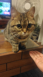 渡辺恭子ブリーダーからお迎えしたミヌエット：こむぎちゃん