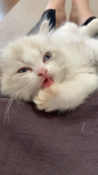 根崎明宏ブリーダーからお迎えしたラグドール：トイちゃん