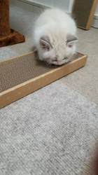 根崎明宏ブリーダーからお迎えしたラグドール：トイちゃん