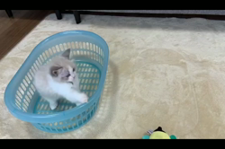 根崎明宏ブリーダーからお迎えしたラグドール：トイちゃん