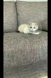 根崎明宏ブリーダーからお迎えしたラグドール：トイちゃん