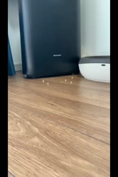 根崎明宏ブリーダーからお迎えしたラグドール：トイちゃん