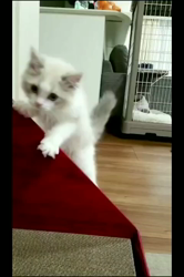 根崎明宏ブリーダーからお迎えしたラグドール：トイちゃん