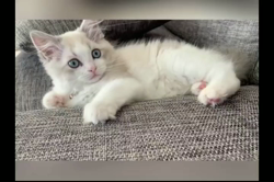 根崎明宏ブリーダーからお迎えしたラグドール：トイちゃん