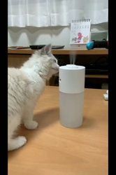 根崎明宏ブリーダーからお迎えしたラグドール：トイちゃん