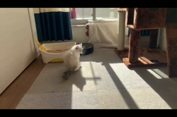 根崎明宏ブリーダーからお迎えしたラグドール：トイちゃん