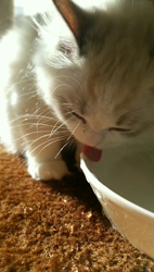 根崎明宏ブリーダーからお迎えしたラグドール：トイちゃん