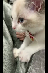 根崎明宏ブリーダーからお迎えしたラグドール：トイちゃん