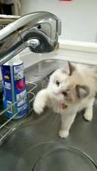 根崎明宏ブリーダーからお迎えしたラグドール：トイちゃん