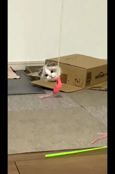 根崎明宏ブリーダーからお迎えしたラグドール：トイちゃん