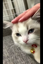 根崎明宏ブリーダーからお迎えしたラグドール：トイちゃん