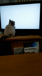 根崎明宏ブリーダーからお迎えしたラグドール：トイちゃん