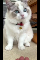 根崎明宏ブリーダーからお迎えしたラグドール：トイちゃん