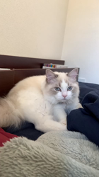 根崎明宏ブリーダーからお迎えしたラグドール：トイちゃん