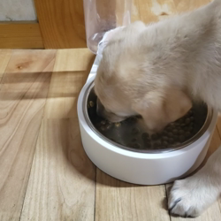 高田幸子ブリーダーからお迎えしたラブラドールレトリバー：ハニーちゃん