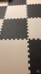 吉田真理子ブリーダーからお迎えしたノルウェージャンフォレストキャット：ノアくん