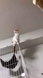 吉田真理子ブリーダーからお迎えしたノルウェージャンフォレストキャット：ノアくん