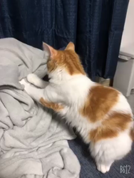 吉田真理子ブリーダーからお迎えしたノルウェージャンフォレストキャット：ノアくん