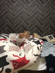 吉田真理子ブリーダーからお迎えしたノルウェージャンフォレストキャット：ノアくん