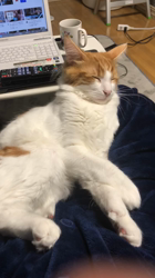 吉田真理子ブリーダーからお迎えしたノルウェージャンフォレストキャット：ノアくん