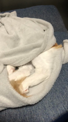 吉田真理子ブリーダーからお迎えしたノルウェージャンフォレストキャット：ノアくん