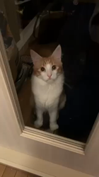 吉田真理子ブリーダーからお迎えしたノルウェージャンフォレストキャット：ノアくん