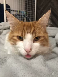 吉田真理子ブリーダーからお迎えしたノルウェージャンフォレストキャット：ノアくん