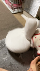 沼崎祐子ブリーダーからお迎えした父:チワワ×母:MIX(チワポメ)：ウランちゃん