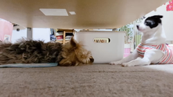 沼崎祐子ブリーダーからお迎えした父:チワワ×母:MIX(チワポメ)：ウランちゃん