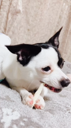 沼崎祐子ブリーダーからお迎えした父:チワワ×母:MIX(チワポメ)：ウランちゃん