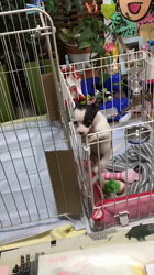 沼崎祐子ブリーダーからお迎えした父:チワワ×母:MIX(チワポメ)：ウランちゃん