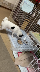 沼崎祐子ブリーダーからお迎えした父:チワワ×母:MIX(チワポメ)：ウランちゃん