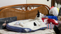 沼崎祐子ブリーダーからお迎えした父:チワワ×母:MIX(チワポメ)：ウランちゃん