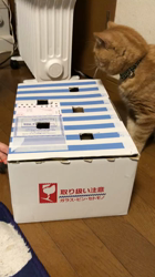 立川俊子ブリーダーからお迎えしたエキゾチックショートヘア：てつくん