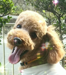 トイプードルの人気の動画50選 5ページ目 みんなのペットライフ