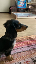 千野雅美ブリーダーからお迎えしたミニチュアダックスフンド(ロング)：まおくん