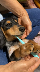 千野雅美ブリーダーからお迎えしたミニチュアダックスフンド(ロング)：まおくん