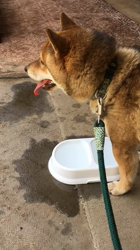 猪瀬平ブリーダーからお迎えした柴犬：福(ふく)くん