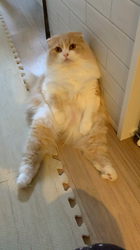 新井熟子ブリーダーからお迎えしたスコティッシュフォールド：たらおくん