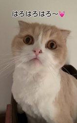 新井熟子ブリーダーからお迎えしたスコティッシュフォールド：たらおくん