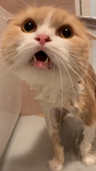 新井熟子ブリーダーからお迎えしたスコティッシュフォールド：たらおくん