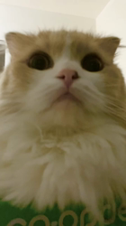 新井熟子ブリーダーからお迎えしたスコティッシュフォールド：たらおくん