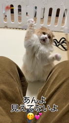 新井熟子ブリーダーからお迎えしたスコティッシュフォールド：たらおくん