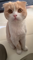 新井熟子ブリーダーからお迎えしたスコティッシュフォールド：たらおくん