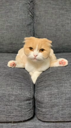 新井熟子ブリーダーからお迎えしたスコティッシュフォールド：たらおくん