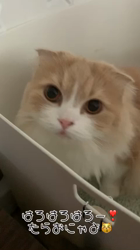 新井熟子ブリーダーからお迎えしたスコティッシュフォールド：たらおくん